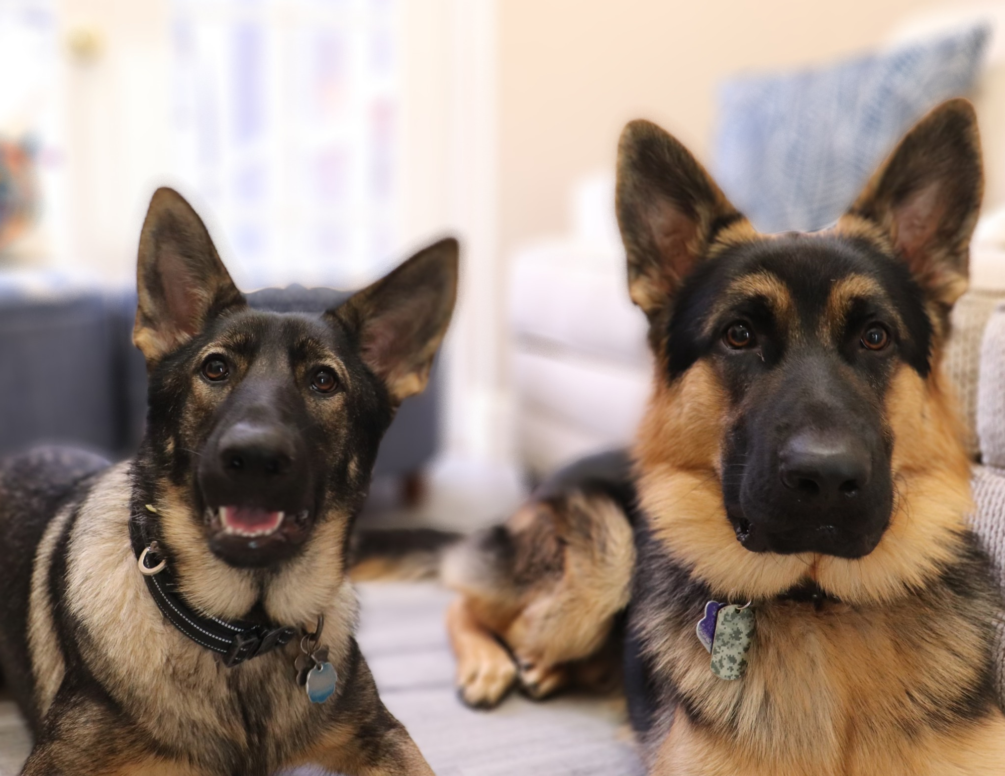 Black and tan german shepherd double coat best sale