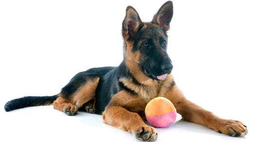 Interesting Facts About The German Shepherd Dog