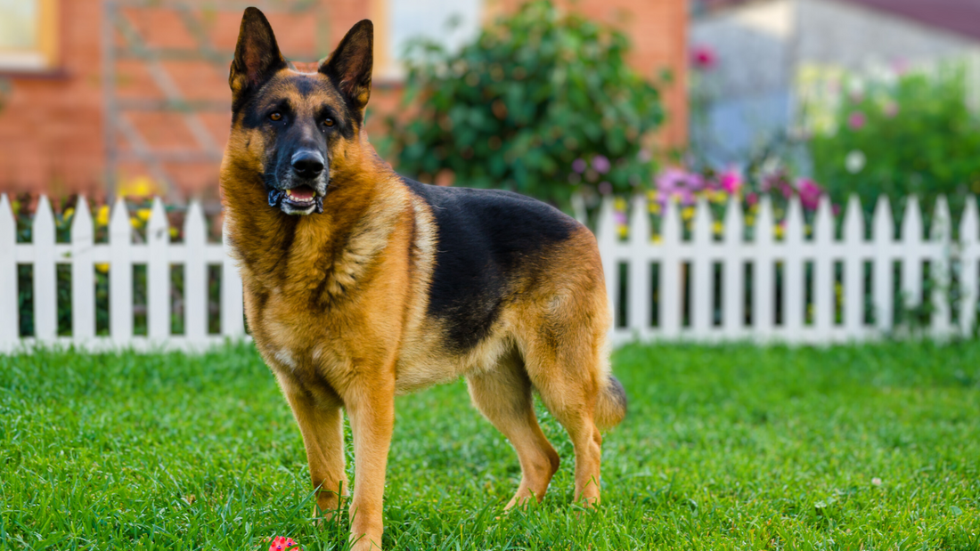 German Shepherd Dog Top 10 Watch Dogs Dogs That Best Protective