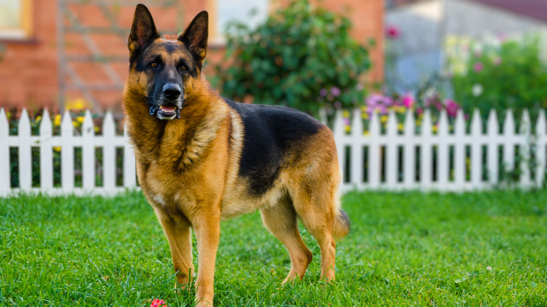 Are German Shepherds Good Family Dogs?