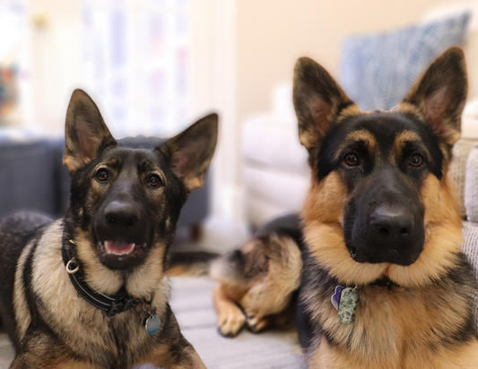 Sable vs. Show Line German Shepherd Dogs